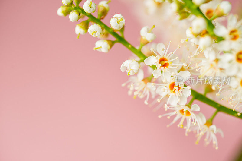 樱桃月桂(Prunus Laurocerasus)花在粉红色的背景